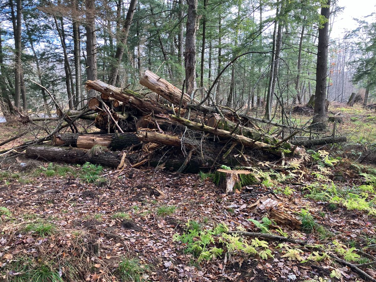 Storm Damage Cleanup for Brush Busters in Wausau, WI