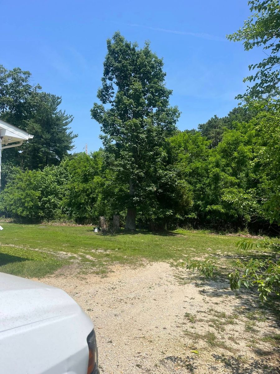 Tree Removal for Etherton’s Tree Service in Quinton, NJ