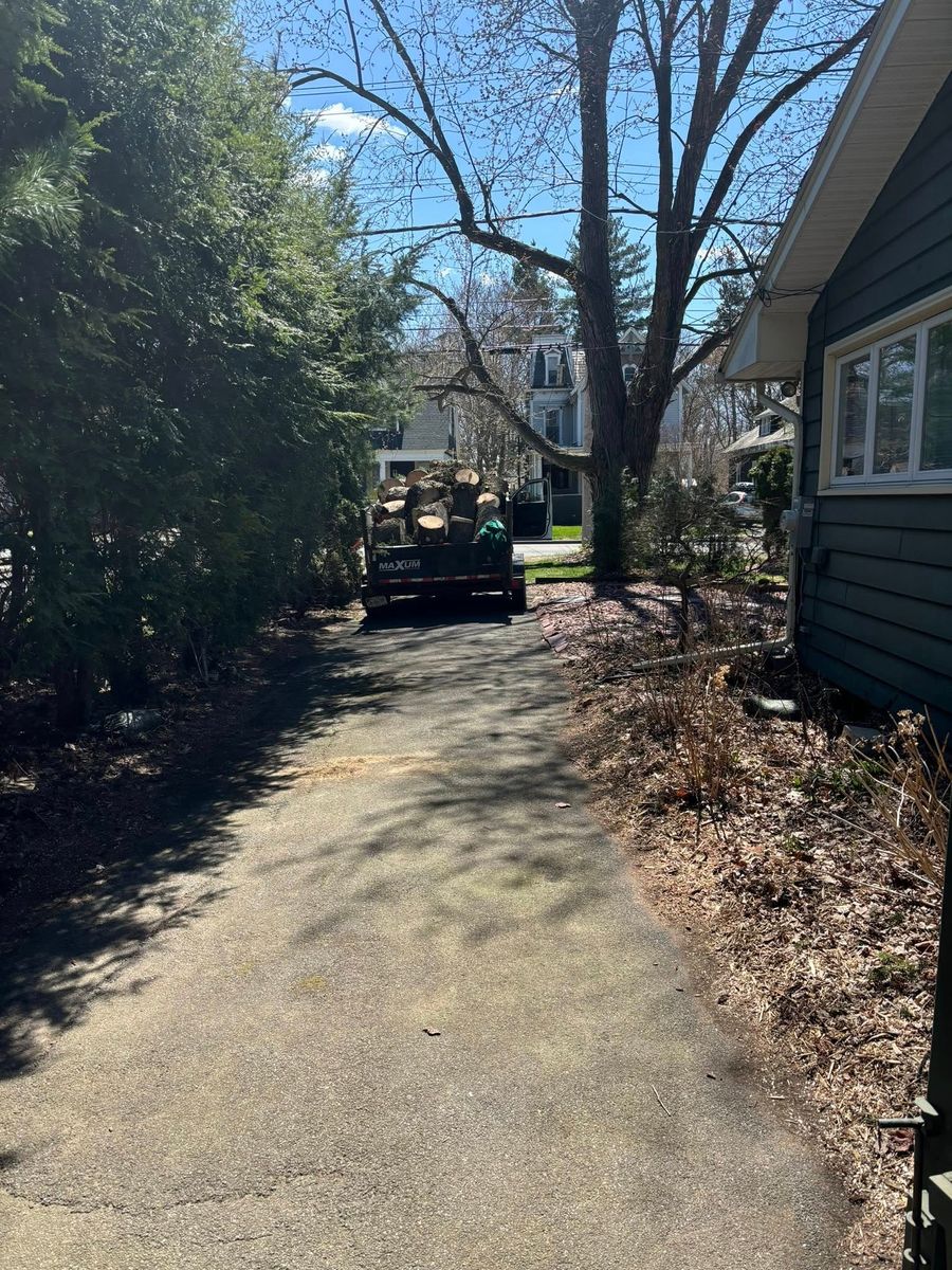Tree Removal for T's Trees in Albany, NY