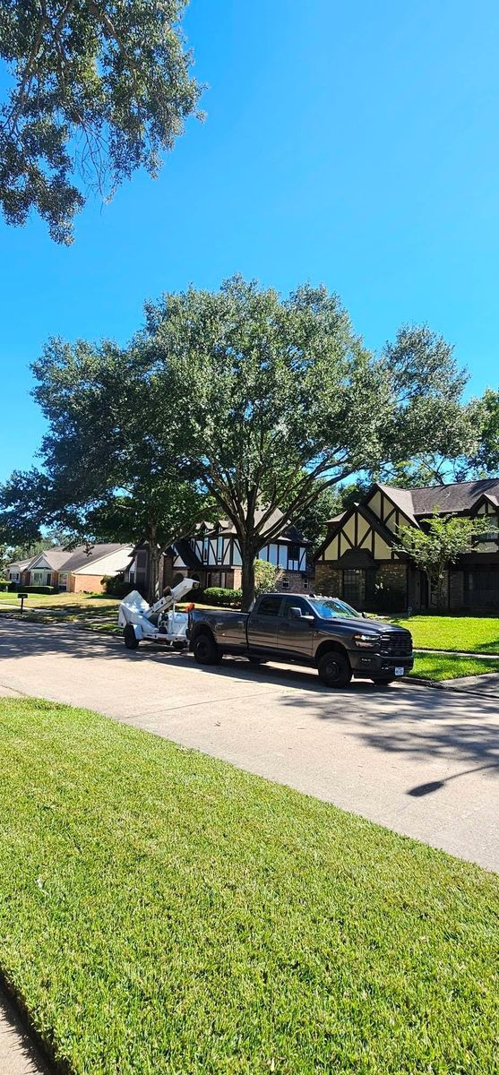 Tree Removal for Servin's Tree Care  in Houston, TX