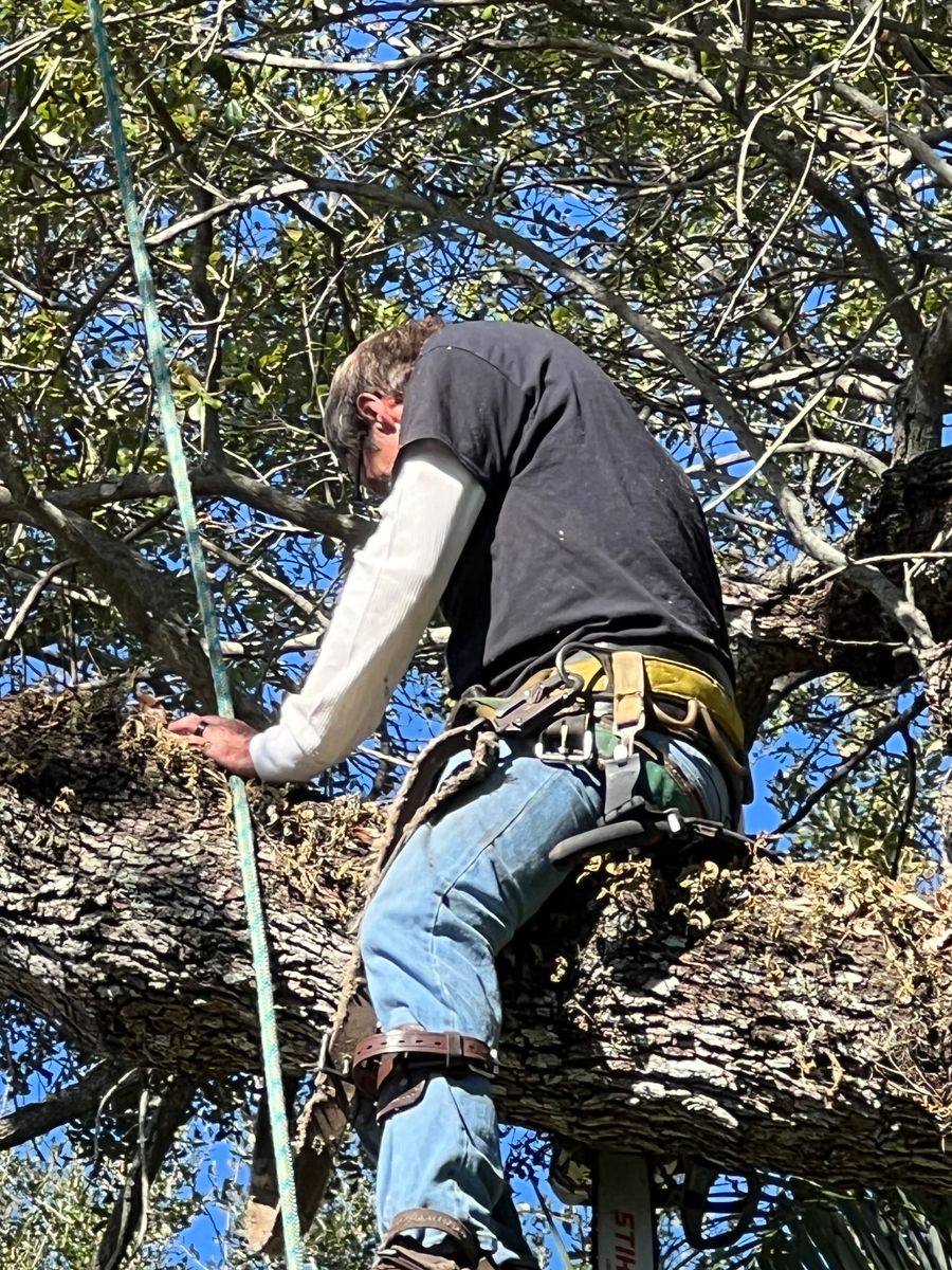 Hazardous Tree Removal for ASAP Tree Service in Sebastian, FL