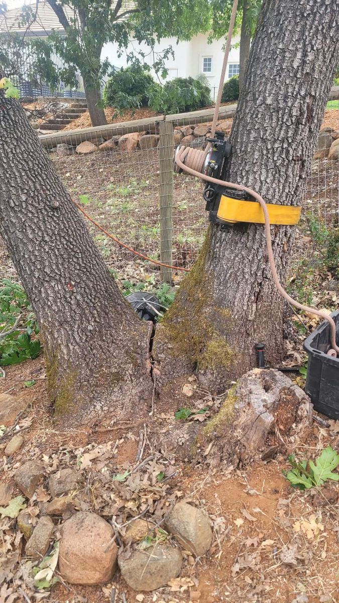 Tree Removal for George Staddan's Professional Tree Care in Placerville, CA