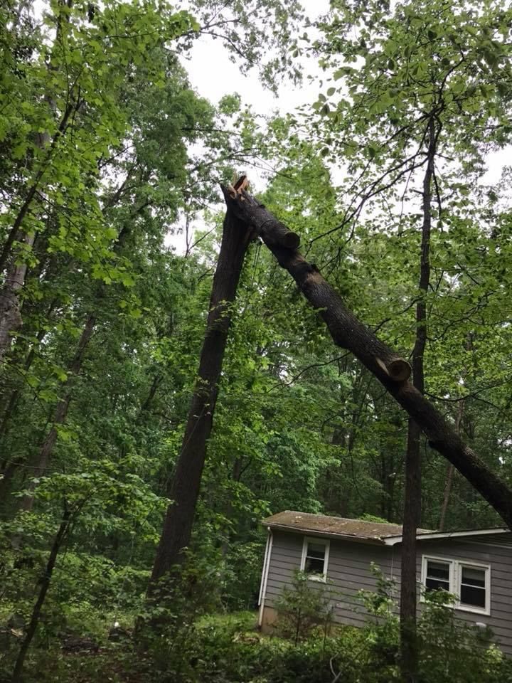 24 Storm damage for Branch Out Tree Care LLC in Fredericksburg, VA