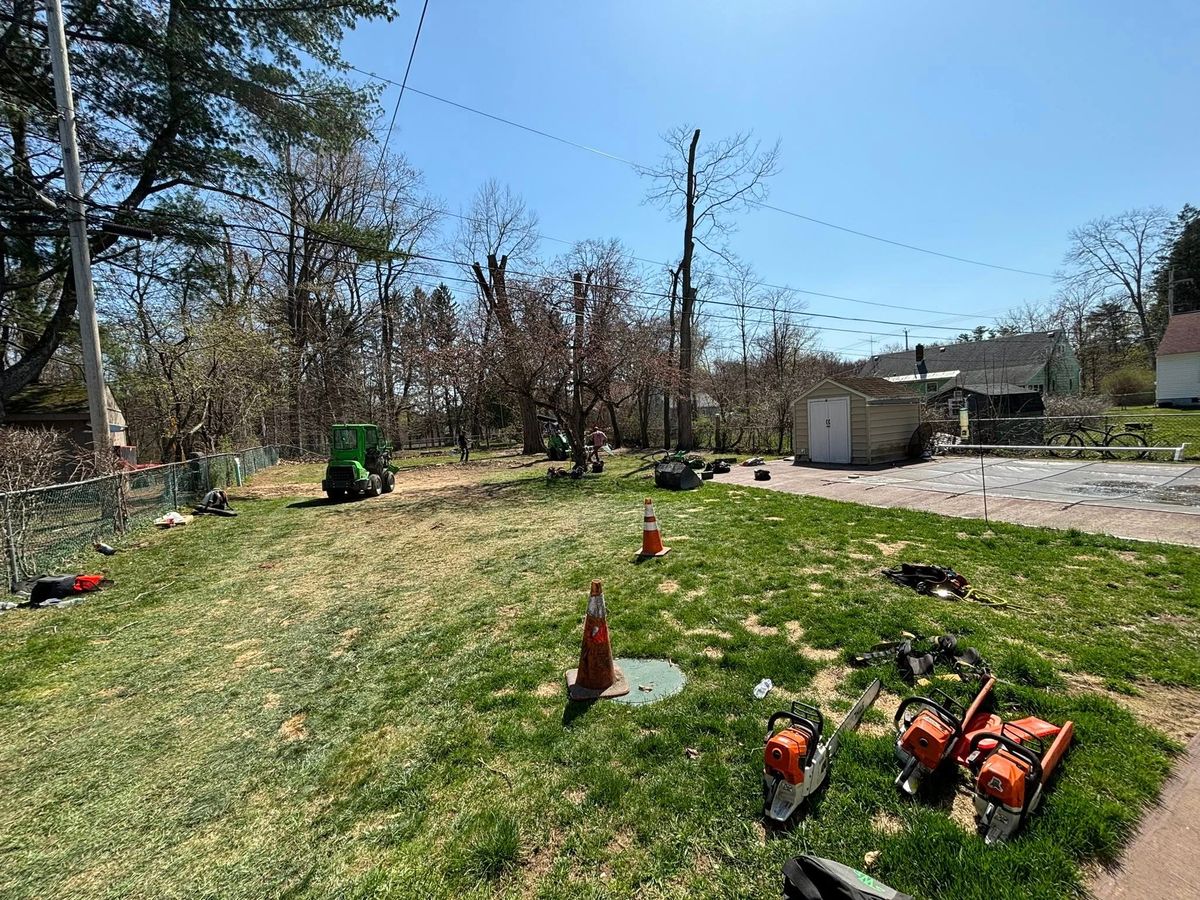 Hedge Trimming for T's Trees in Albany, NY