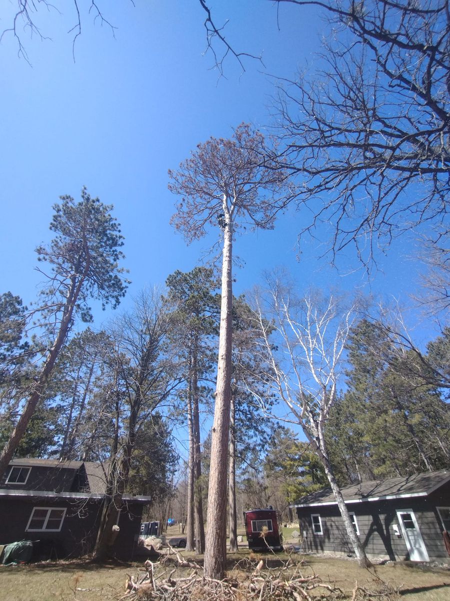 Tree Trimming for Dan's tree service in Bemidji, MN