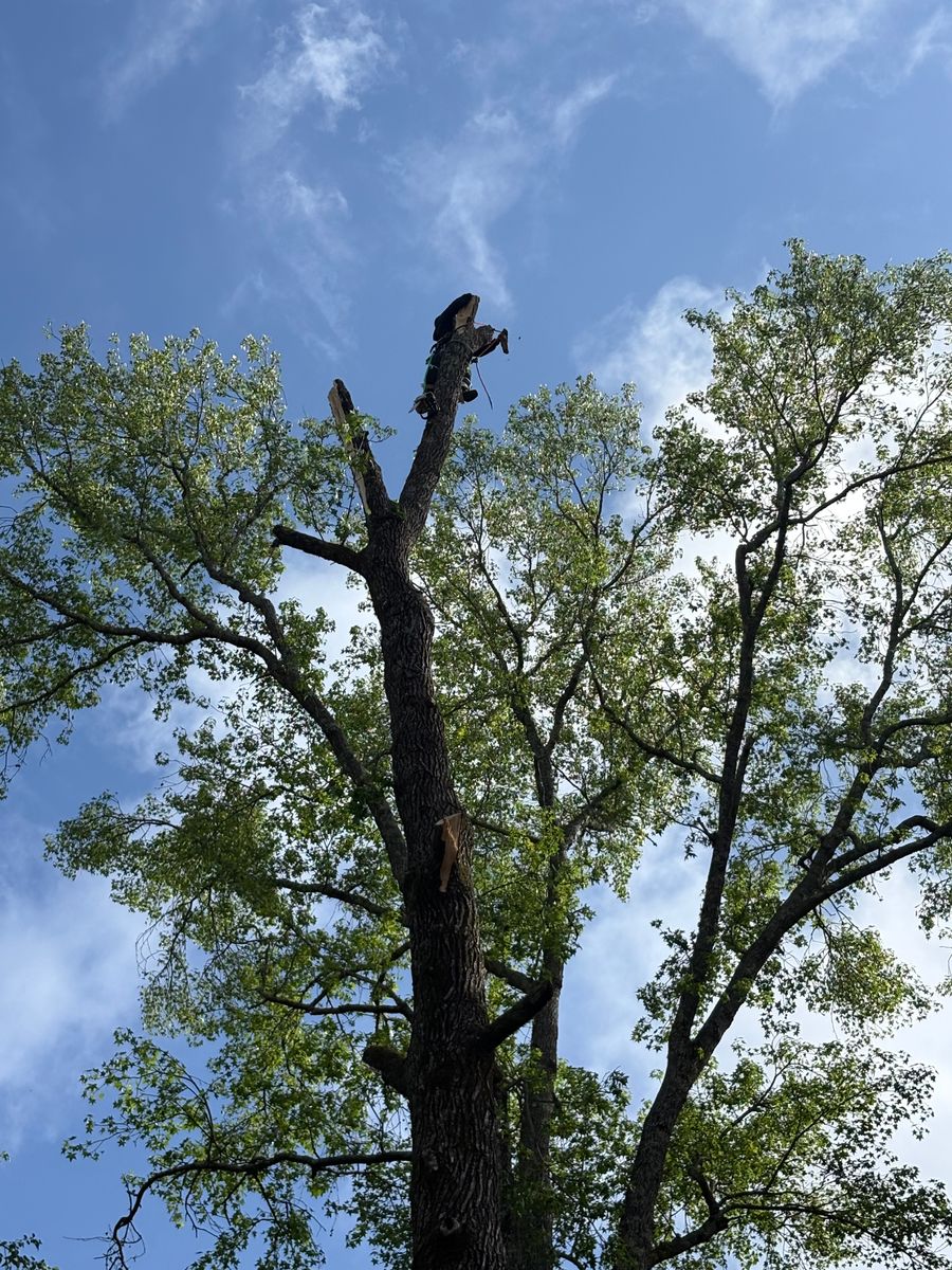 Tree Removal for T N L - Tree and Land Service in Reynolds, GA