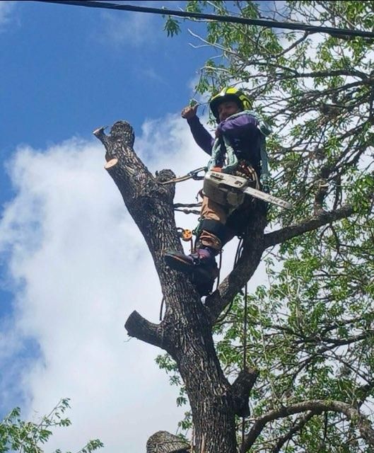 Tree Trimming for Johnnys Pro Cutters in Corpus Christi, TX
