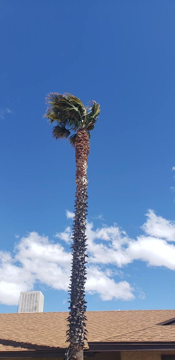 Tree Trimming for A to Z Grounds Keeping in Sierra Vista, AZ