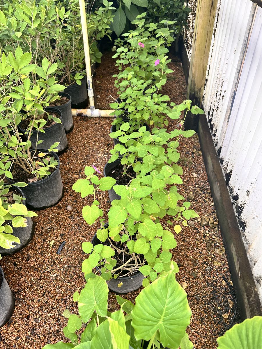 Landscape Installation for Atlas Land Design in Creekside Park, TX