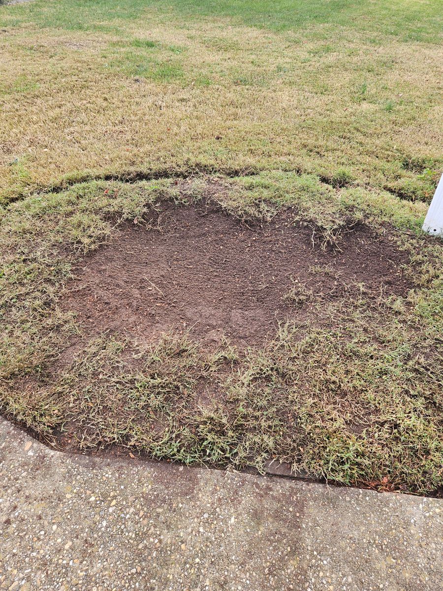 Stump Grinding for Anchor & Grind Stump in Chesapeake, VA