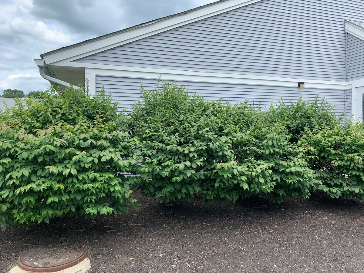 Hedge Trimming for Murray Mowing and More in Ashaway, RI