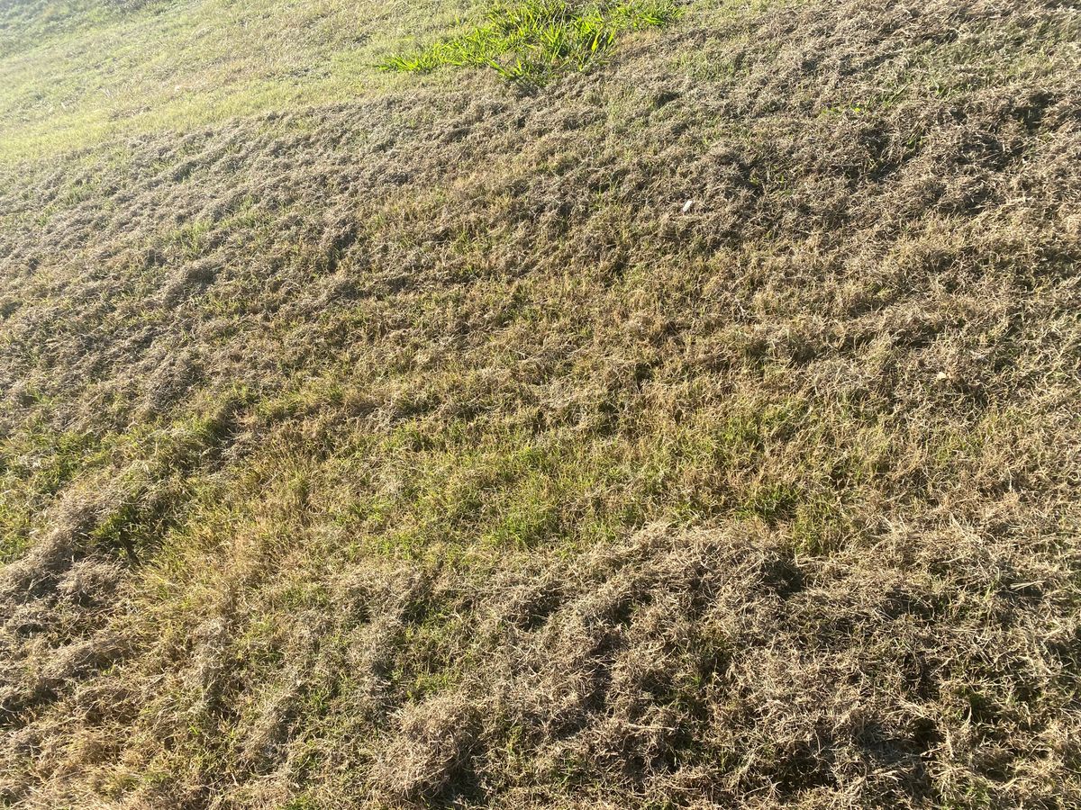 Dethatching for North Texas Groundscaping in Frisco, TX