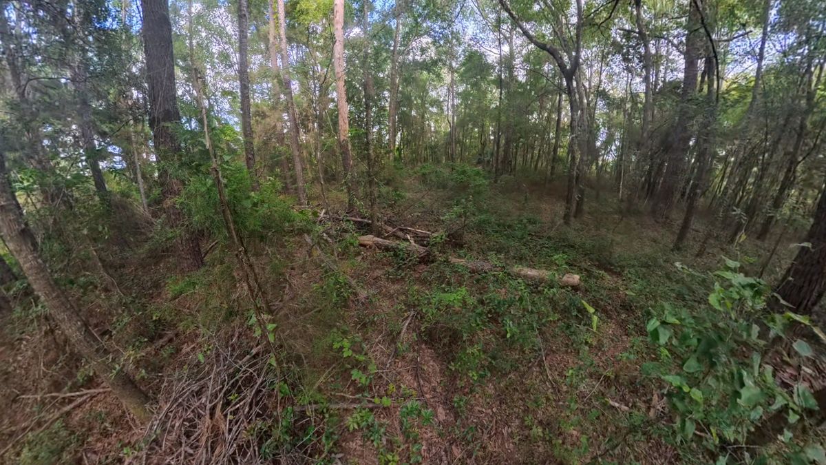 Land Clearing & Brush Removal for Family Roots Landworks and Debris Removal in Newberry, FL
