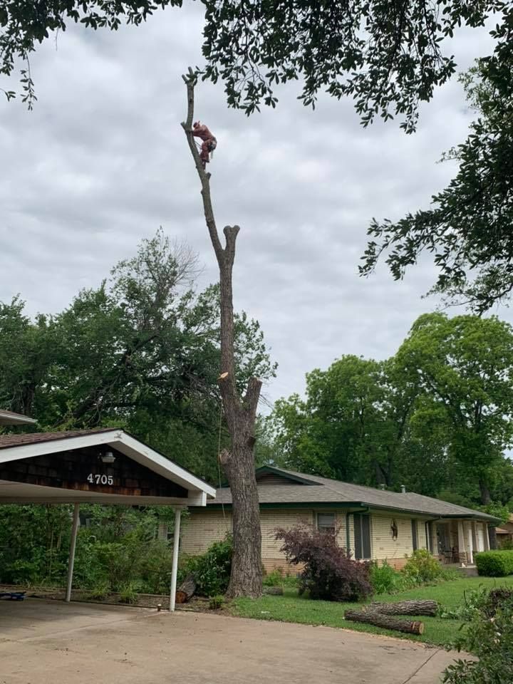 Tree Removal for Classic cut tree trimming and removal in Arlington, TX