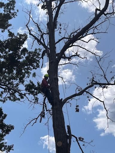 Tree Removal for Ricky's Tree Service & Property Care in Orange, VA