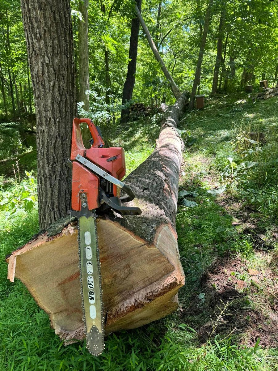 Tree Removal for Beckenbaugh Tree & Lawn Service in Lewistown, PA