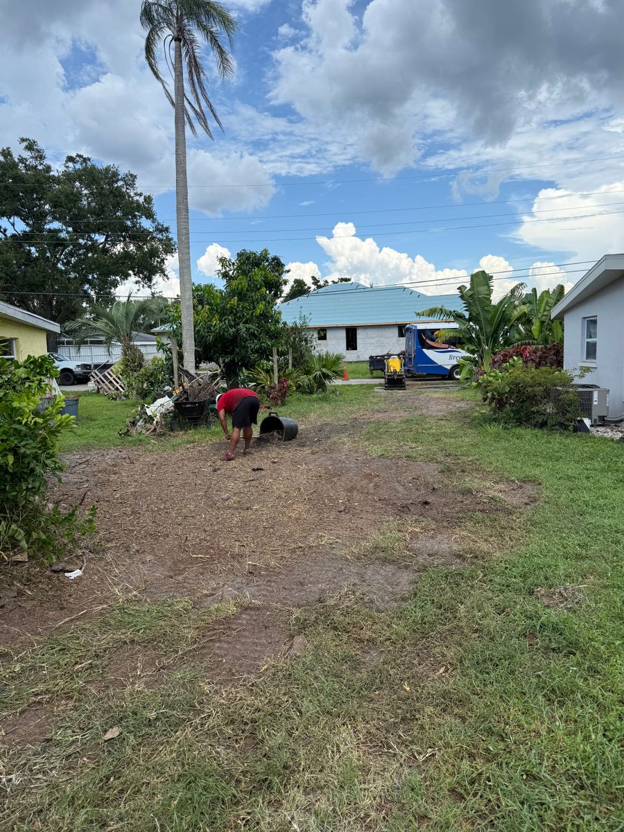 Palm Pruning for Damian’s Tree Care in Sarasota, FL
