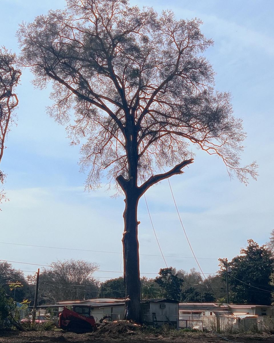 Tree Trimming for EB Trees and Landscape in Lutz, FL