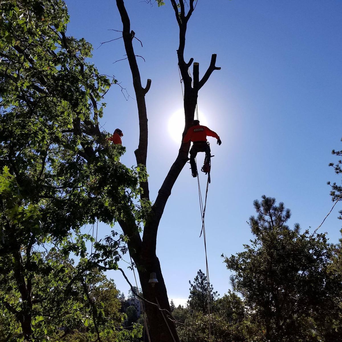 Tree Trimming for Poseidon Valley Tree Service Corp in San Bernardino, CA