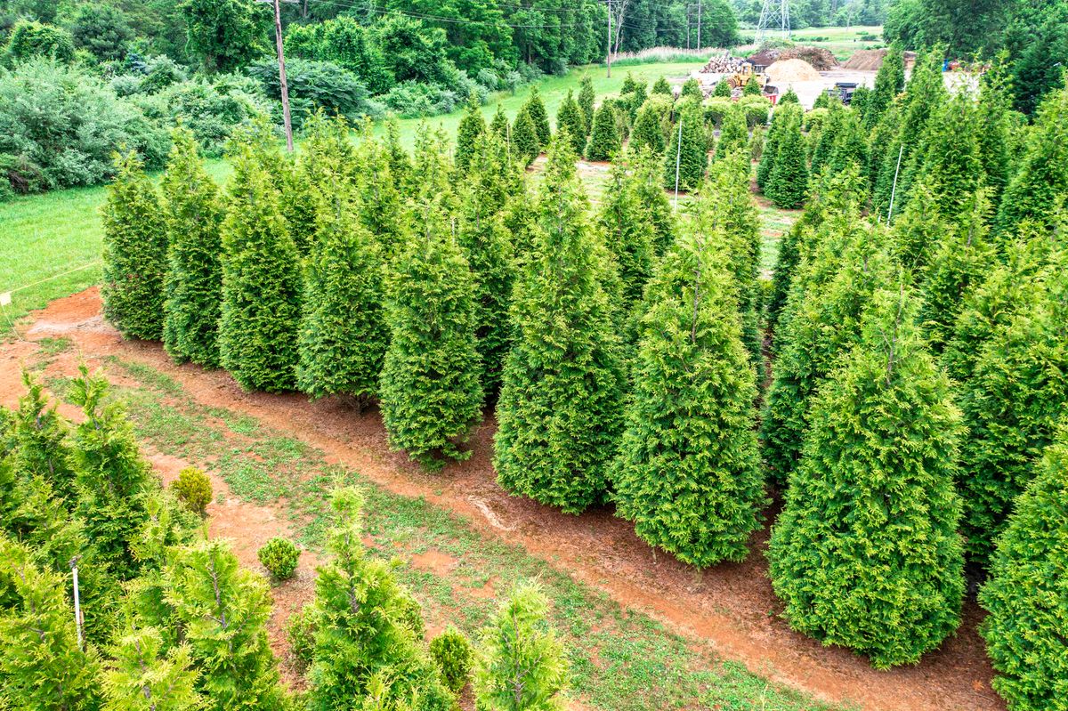 Green Giant Nursery for  in Morristown, NJ