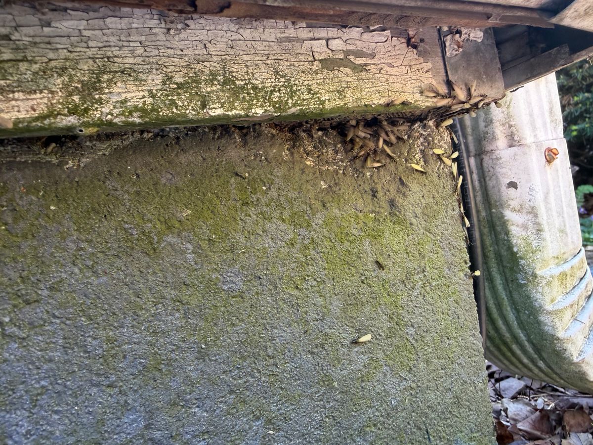Termite Inspection & Treatment for All-In Pest Control & Home Solutions in Greene County, IN