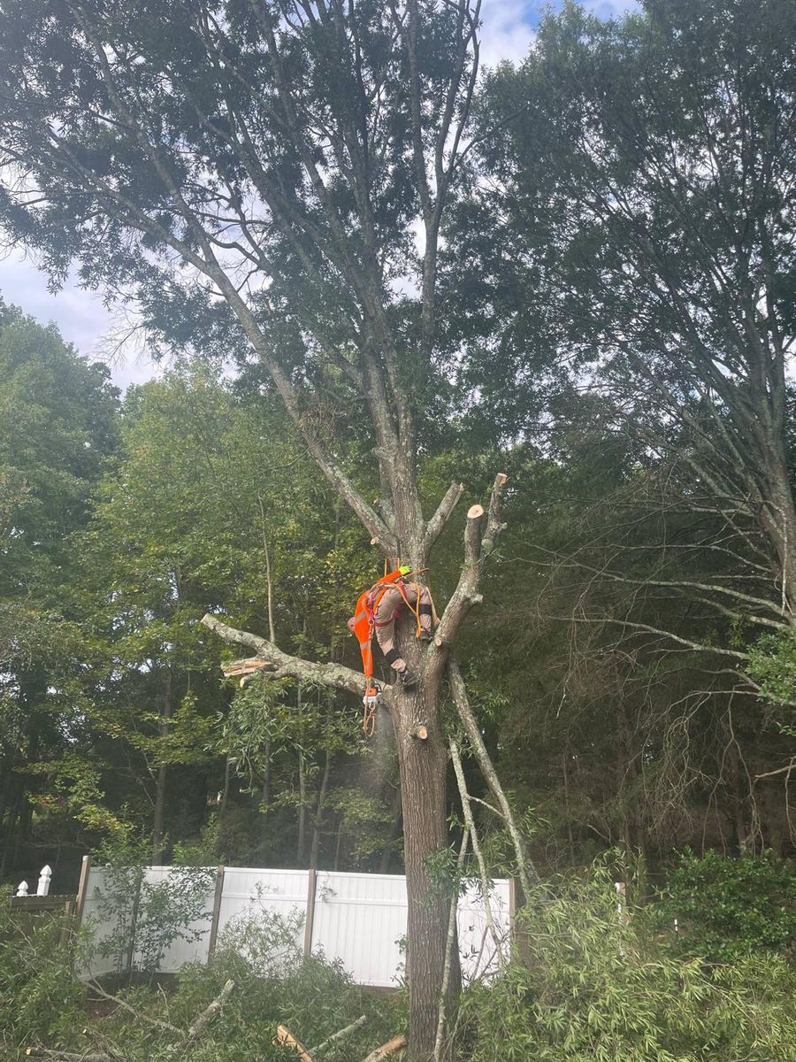 Commercial Tree Service for K-2 Tree Service in Shelby, NC