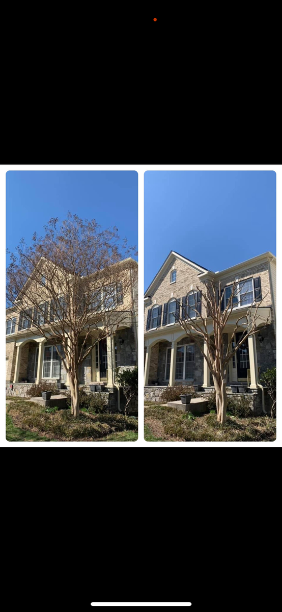 Tree Trimming for Branch Out Tree Care LLC in Fredericksburg, VA