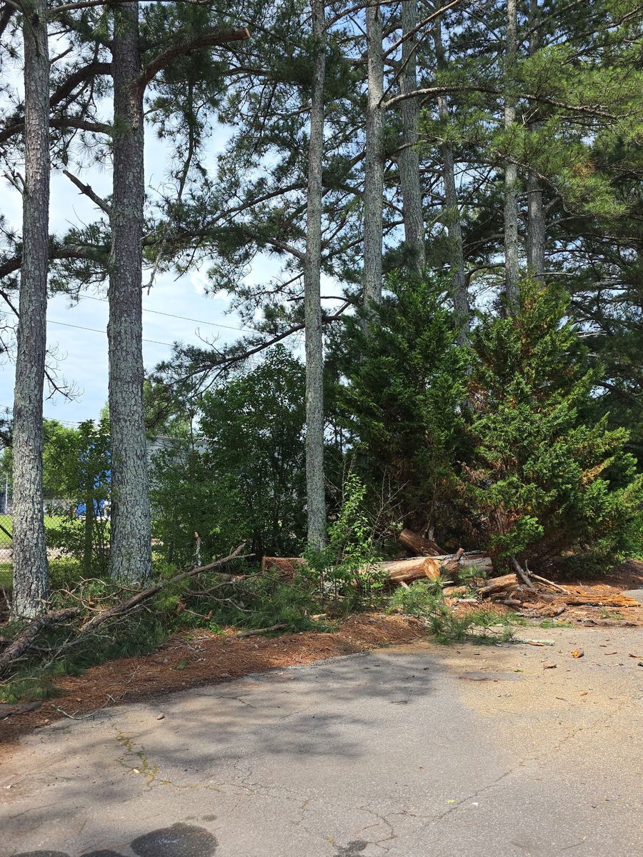 Tree Removal for R&P Tree Service LLC in Greenwood, SC