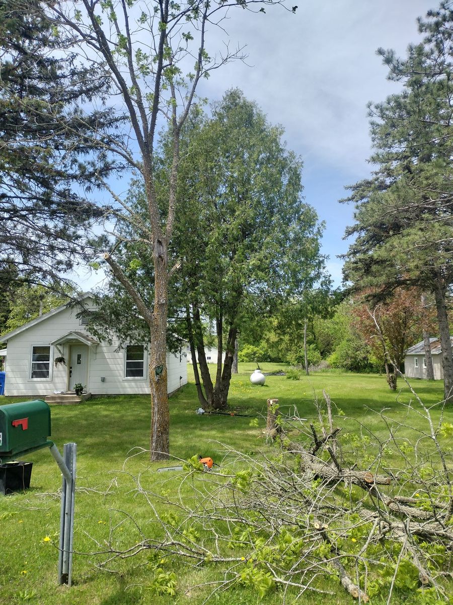 Tree Removal / Service for Dan's tree service in Bemidji, MN