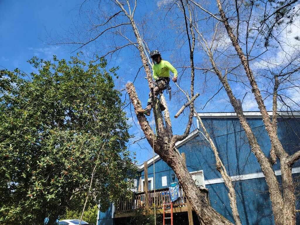 Tree Service for Cisco Kid Landscaping Inc. in Lincolnton, NC