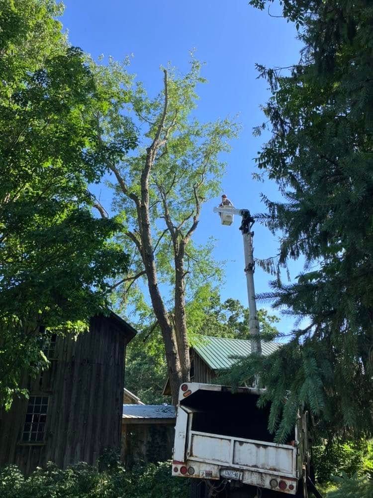 Tree Trimming for Lovenguth Logging and Tree Service in West Monroe, NY