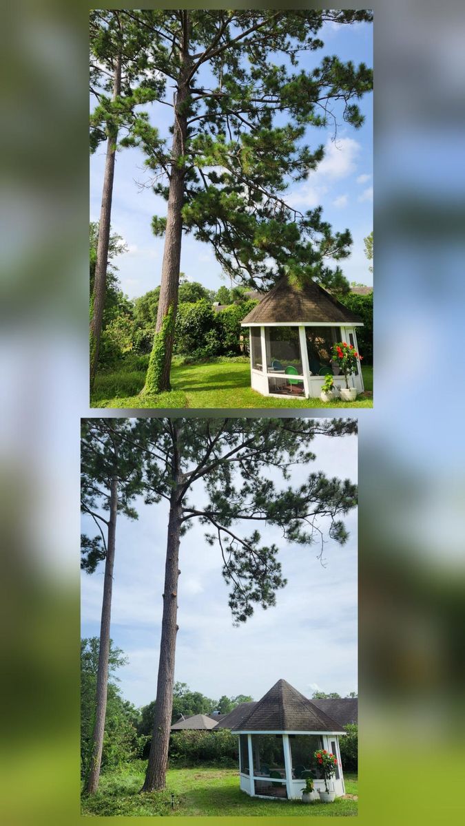 Tree Removal for Ken's Elite Cutters LLC  in Breaux Bridge, LA