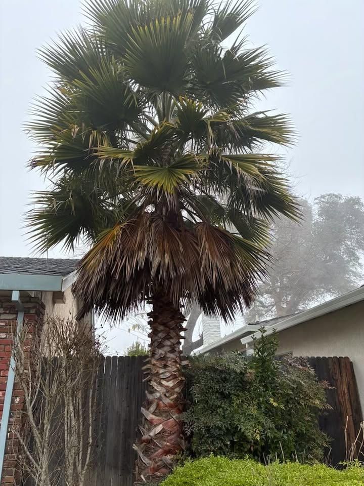 Tree Trimming for Sammy's Tree Services in Sacramento, CA
