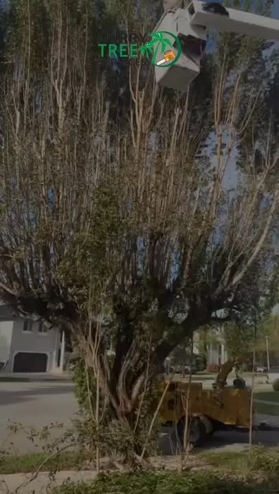 Tree Trimming for Nurry Tree Services in Miami, FL