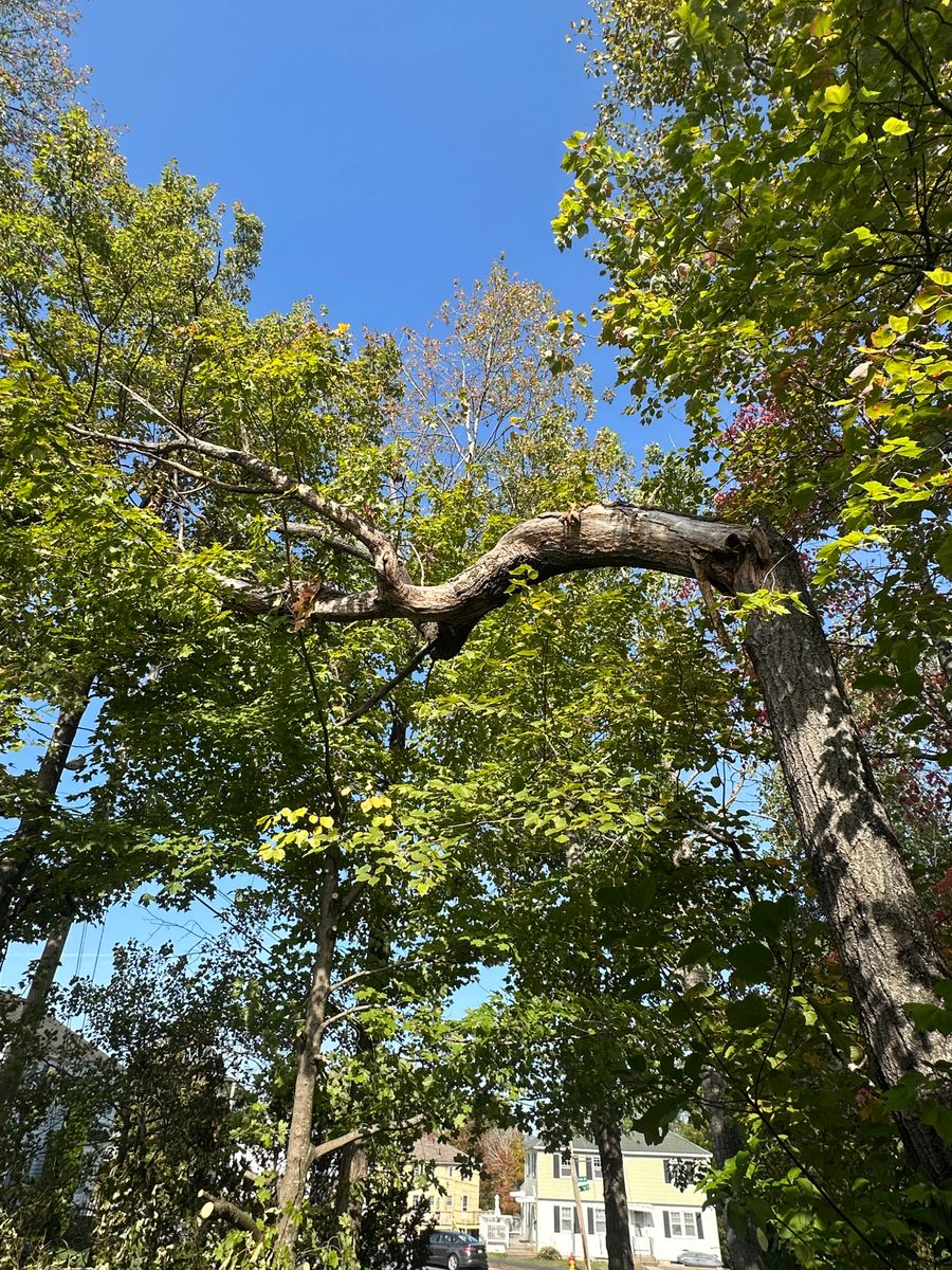 Tree Health Assessment for Leaf and Limb in Townsend, MA