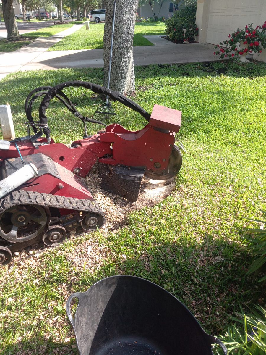 Stump Removal for Bills Tree Service in Valrico, FL