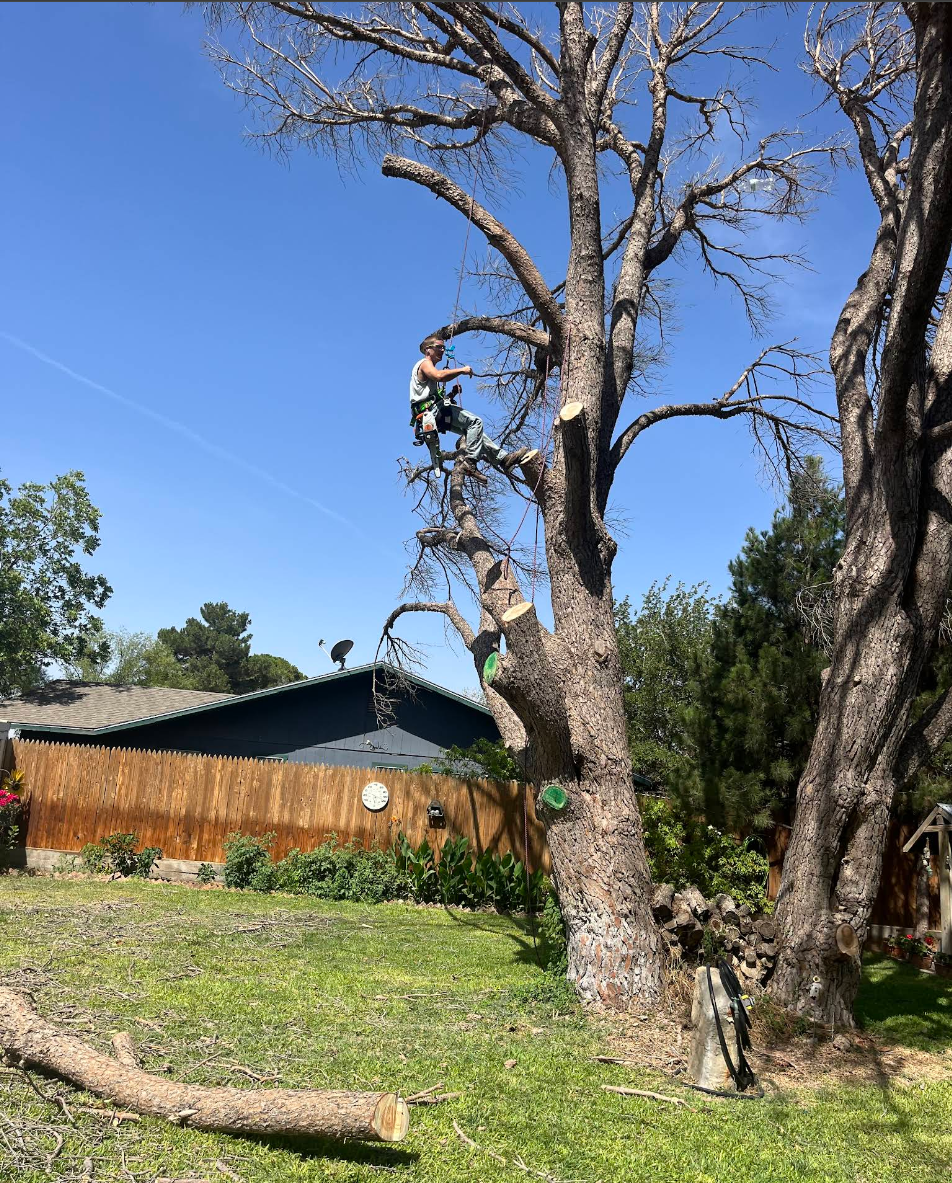 Tree Service for Stone's Tree Services and Landscaping in Midland, TX