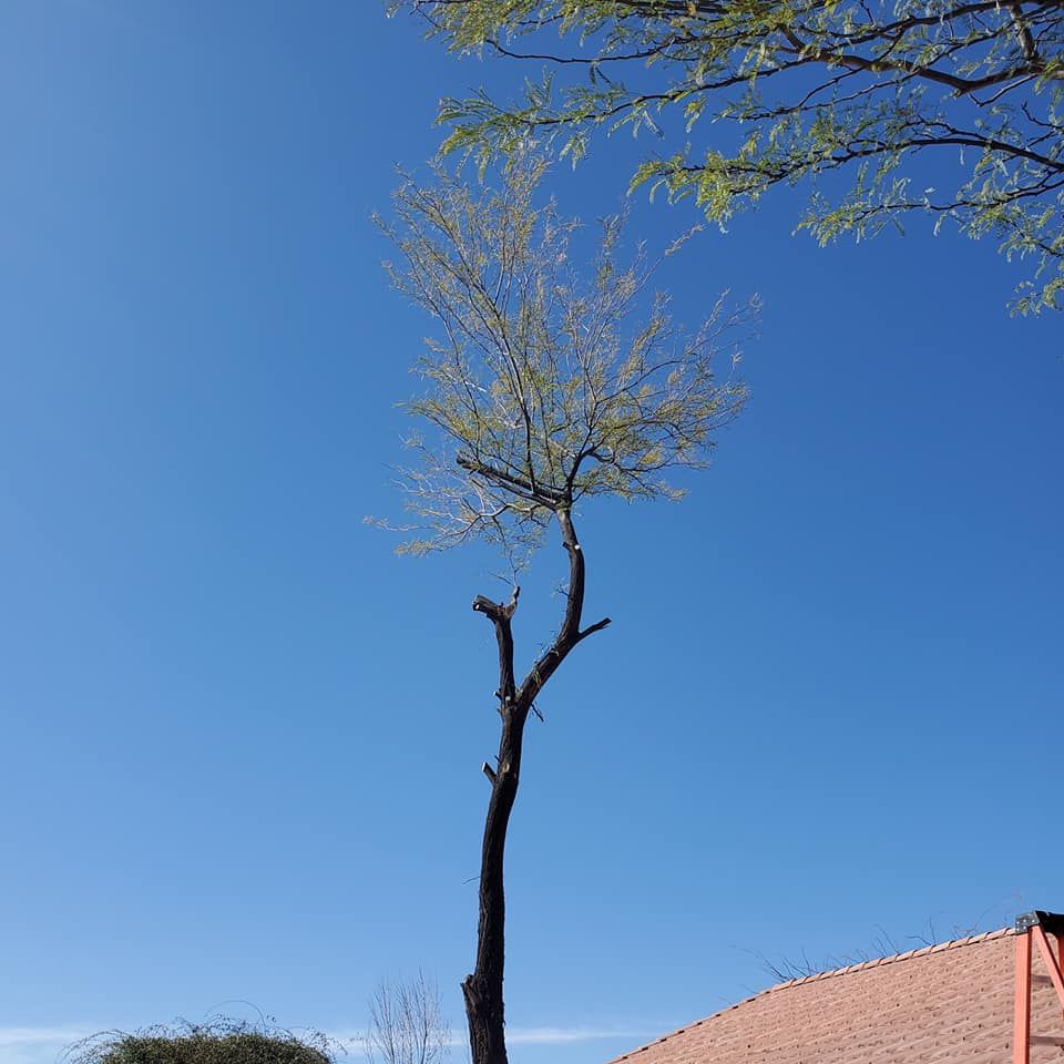 Tree Trimming for A to Z Grounds Keeping in Sierra Vista, AZ