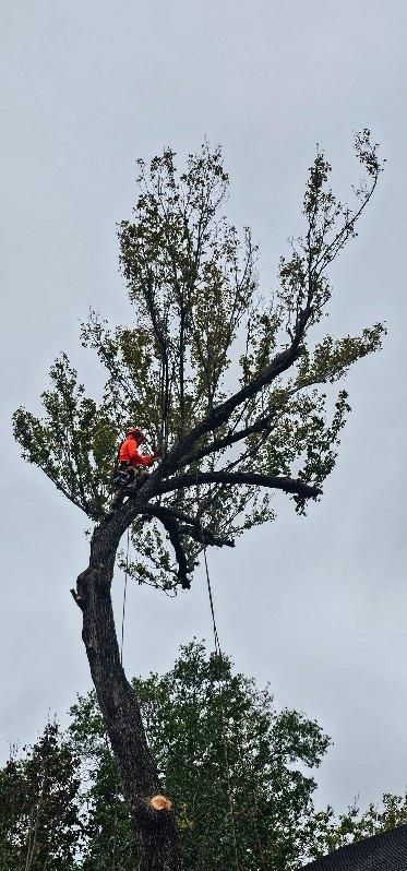 Tree Removal for Servin's Tree Care  in Houston, TX
