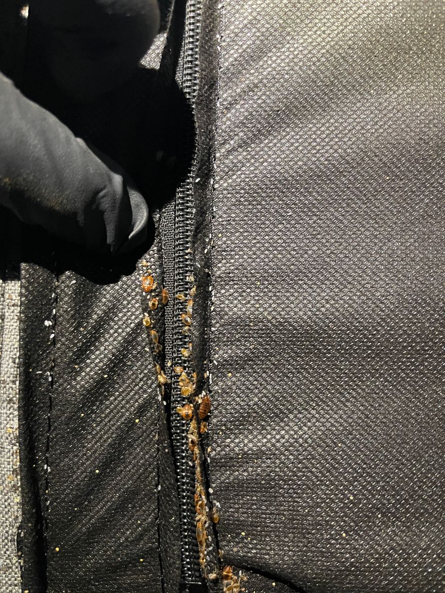 Bed Bugs for All-In Pest Control & Home Solutions in Greene County, IN