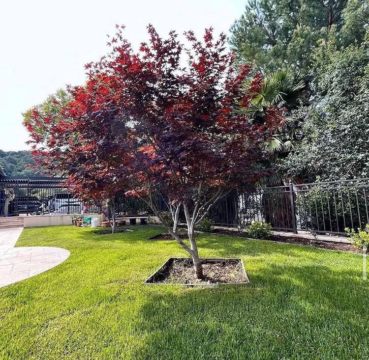 Landscaping for RHS in San Jose, CA