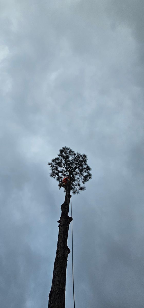 Tree Trimming for Servin's Tree Care  in Houston, TX