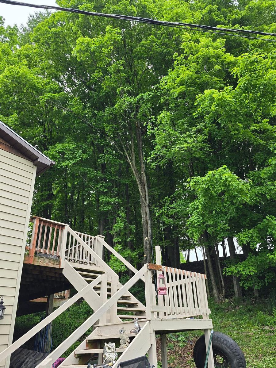 Tree Trimming for Licensed to Cut in Athens, PA