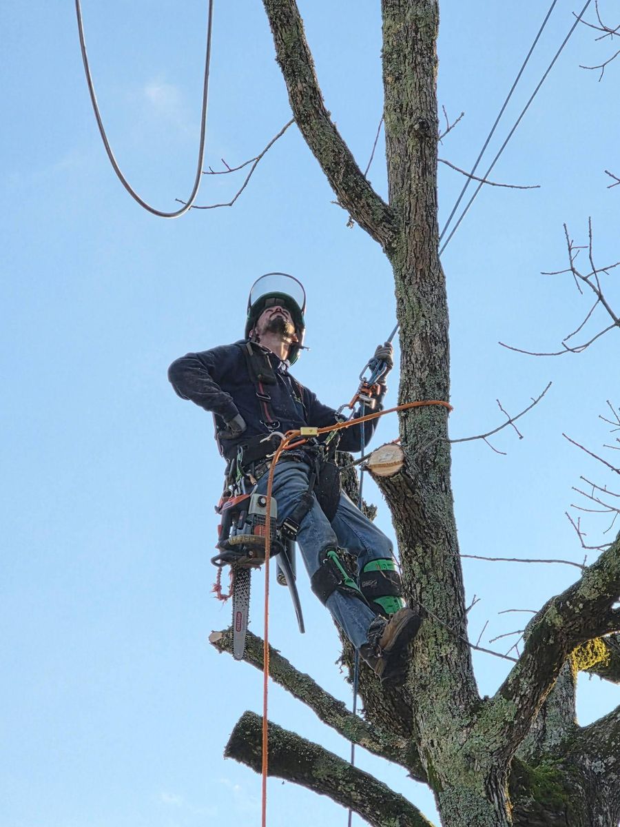 Tree Trimming & Removal for Bobcat Bob in Clermont, GA
