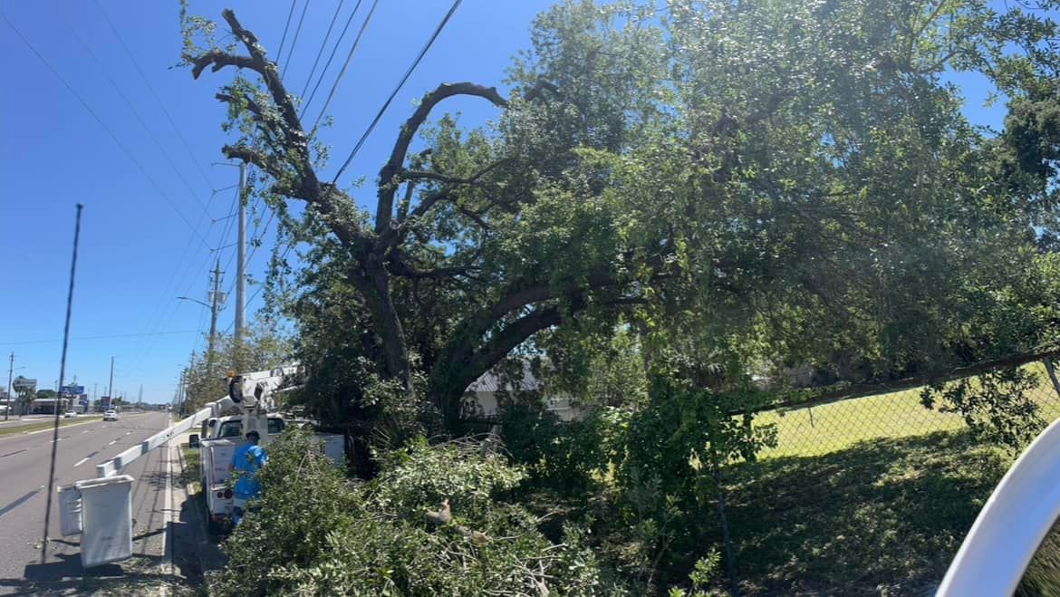 Tree Removal for Chaney’s Environmental Services in Haines City, FL