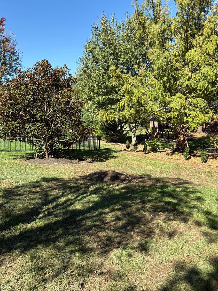 Tree Trimming for Dig-It Tree Company in Mason, OH