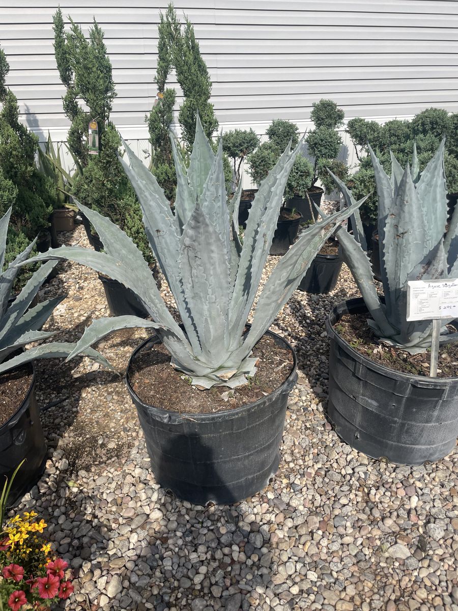 Landscape Installation for Atlas Land Design in Creekside Park, TX