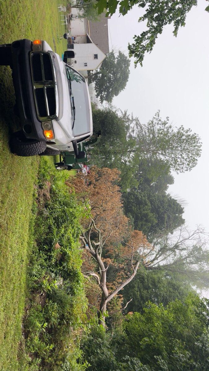 Tree Removal for Silver City Tree and Landscape in Taunton, MA