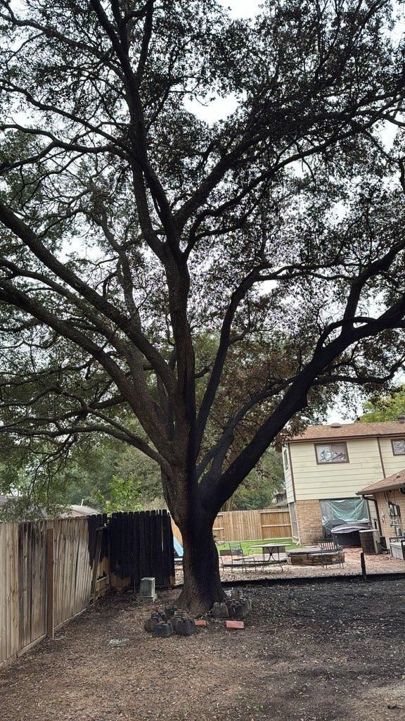 Shrub Trimming for Servin's Tree Care  in Houston, TX