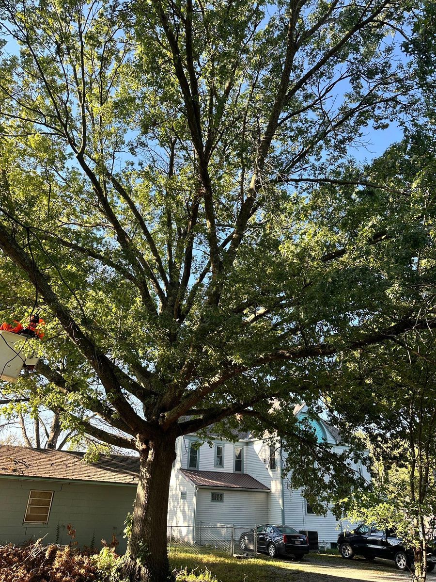Tree Trimming for Cross Family Tree Service in Kearney, MO